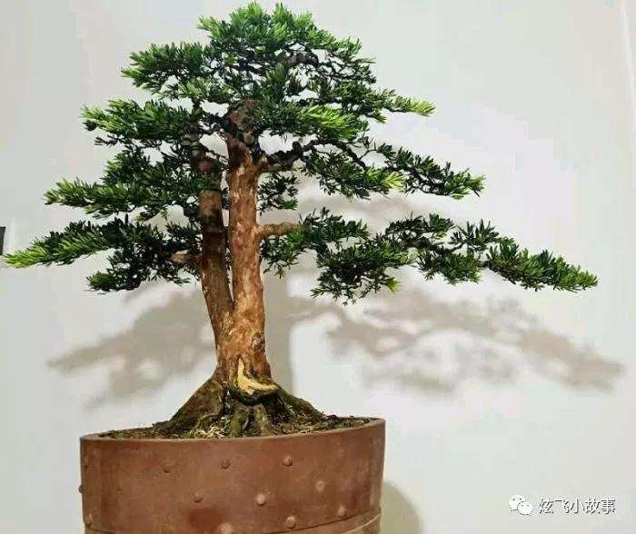 罗汉松盆景怎么修剪造型的过程