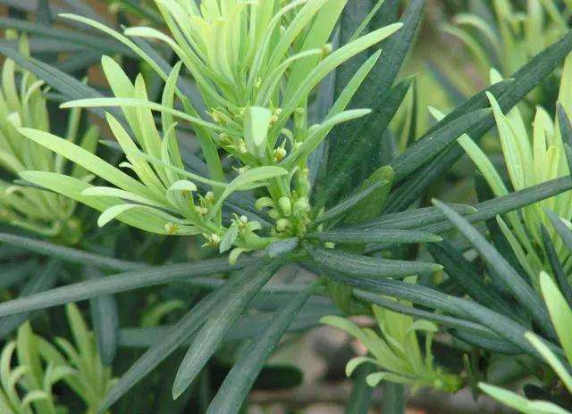 罗汉松盆景烂根后黄叶怎么解决的办法