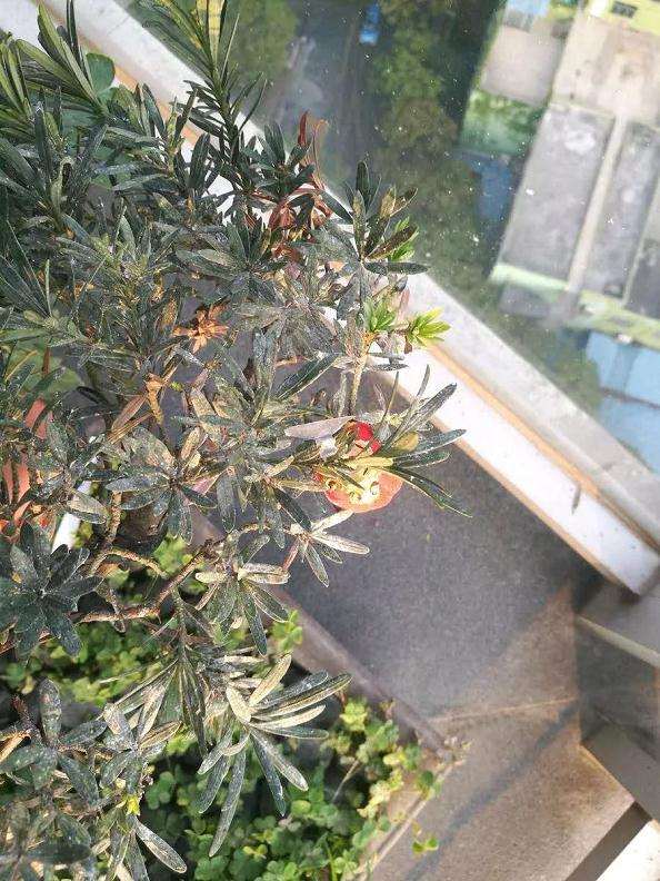 罗汉松盆景的叶片枯萎怎么办