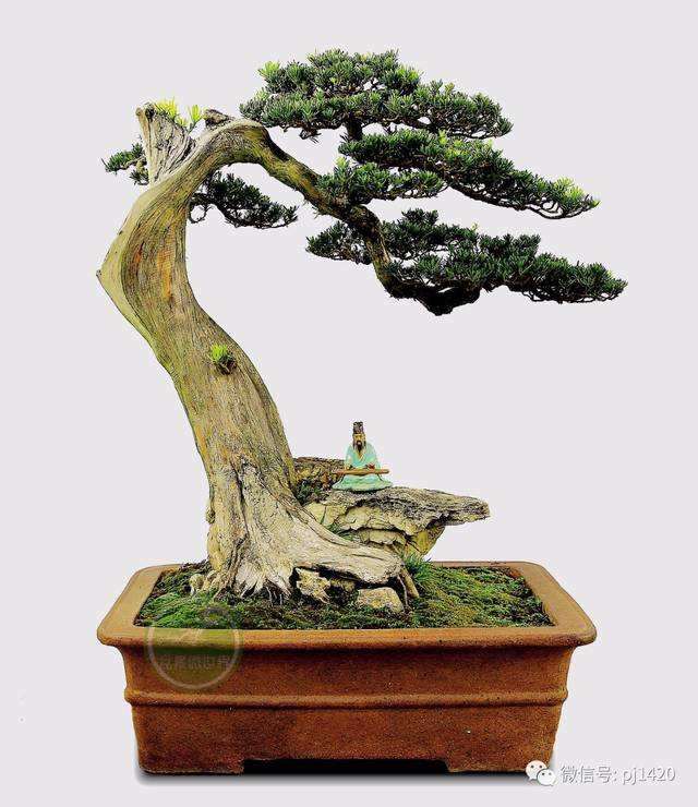 罗汉松盆景在春季出芽前翻盆时最好