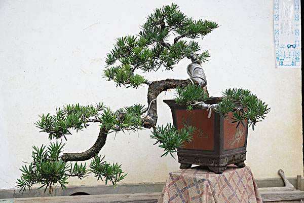 罗汉松盆景的在施肥后第二天要浇水