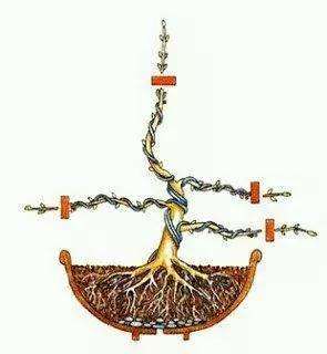 图解 铝丝缠绕对树木盆景怎么造型的方法