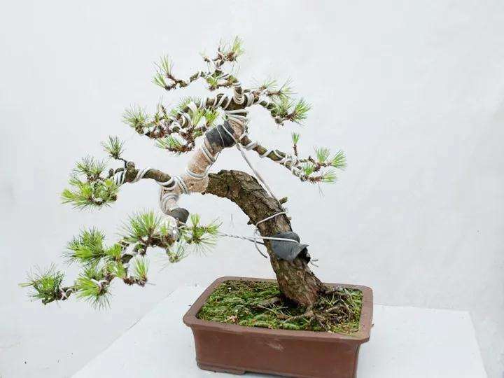 图解 铝丝缠绕对树木盆景怎么造型的方法