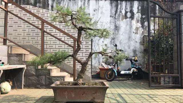 松树桩材盆景怎么去掉大枝的方法