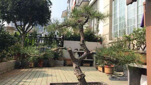 松树桩材盆景怎么去掉大枝的方法