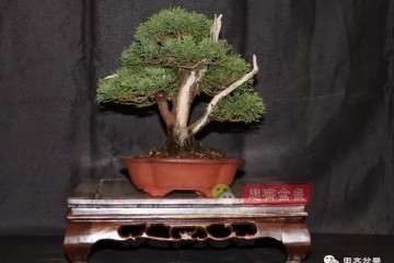 图解 真柏盆景是怎么制作的方法