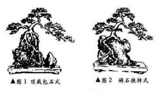 图解 附石式盆景怎么制作的方法