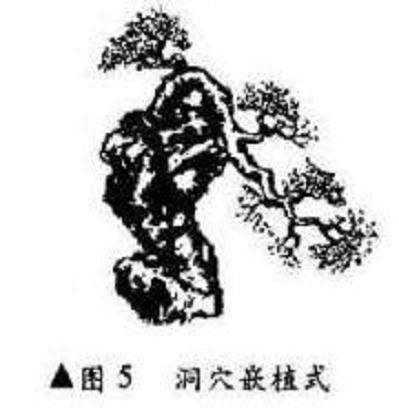 图解 附石式盆景怎么制作的方法