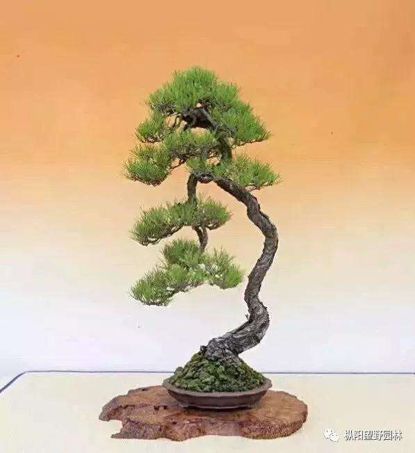 盆景怎么控针与缩叶的方法