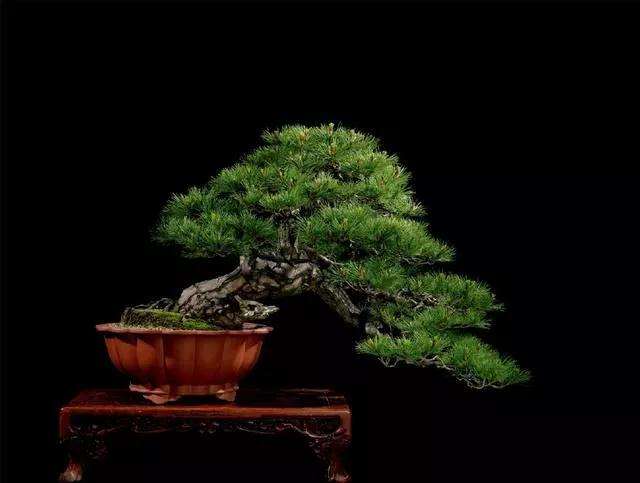 罗汉松盆景怎么土壤浇水的方法