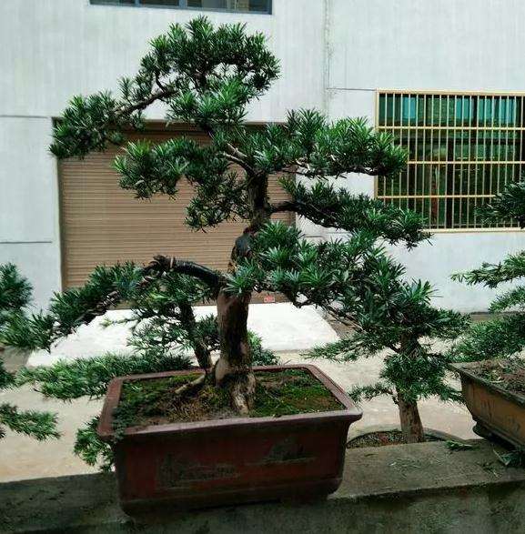 罗汉松盆景怎么栽培管理的方法