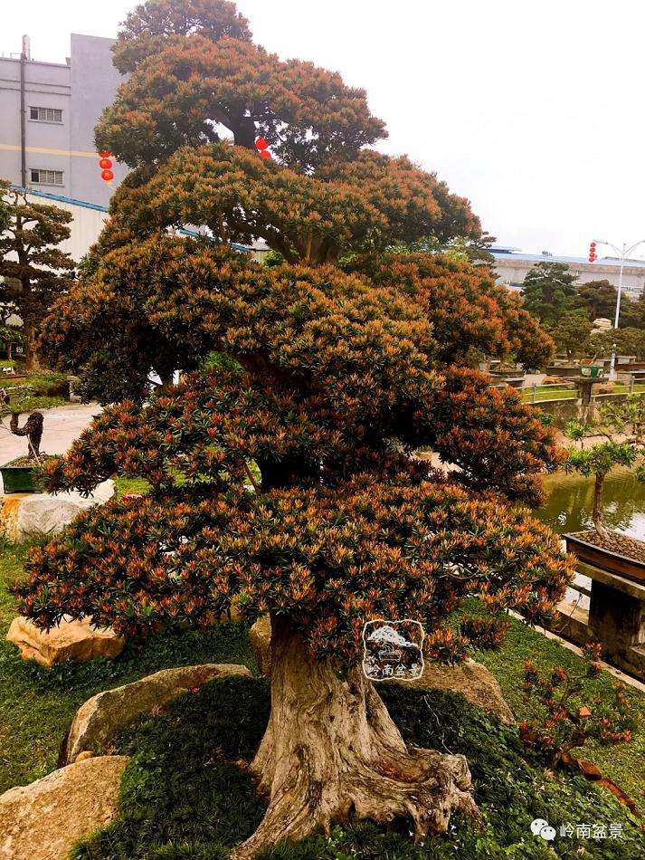 罗汉松盆景价格