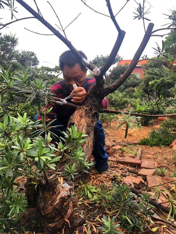 罗汉松盆景价格