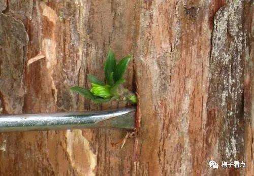 罗汉松盆景怎么挑皮嫁接的方法