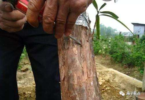 罗汉松盆景怎么挑皮嫁接的方法