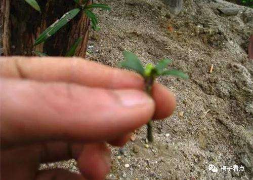 罗汉松盆景怎么挑皮嫁接的方法