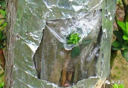 罗汉松盆景怎么挑皮嫁接的方法