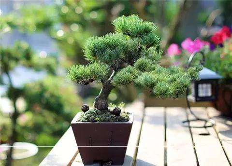 罗汉松盆景怎么枝条扦插的方法