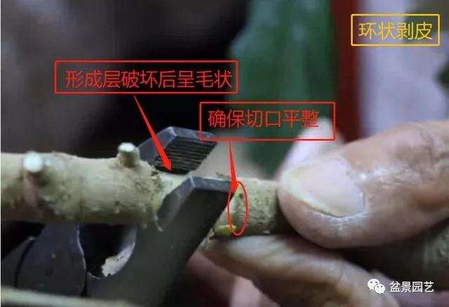 图解 罗汉松盆景怎么压条繁殖的方法