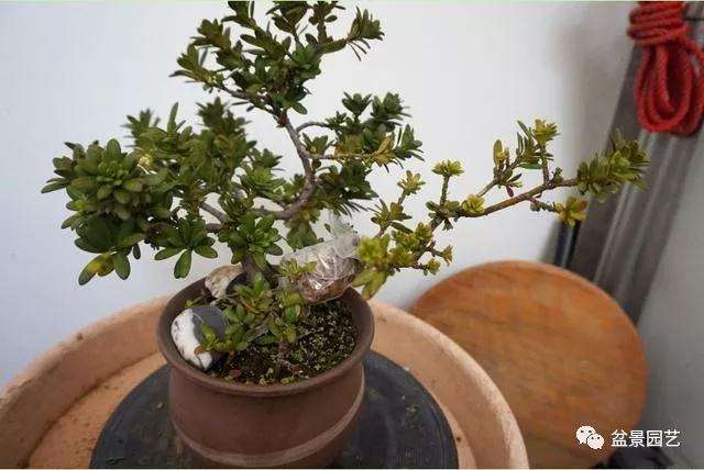 图解 罗汉松盆景怎么压条繁殖的方法