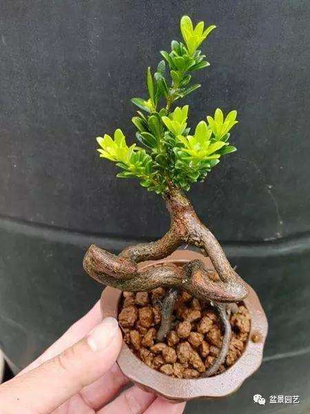 图解 罗汉松盆景怎么压条繁殖的方法