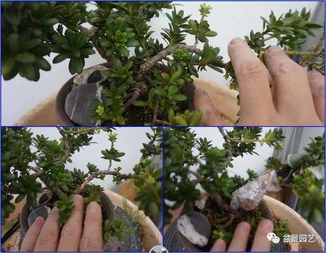 图解 罗汉松盆景怎么压条繁殖的方法