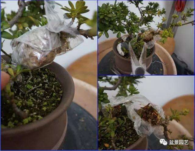 图解 罗汉松盆景怎么压条繁殖的方法