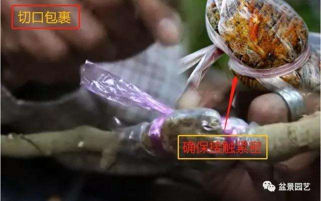 图解 罗汉松盆景怎么压条繁殖的方法