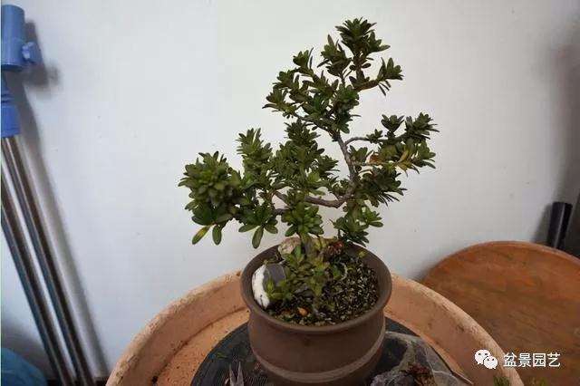 图解 罗汉松盆景怎么压条繁殖的方法