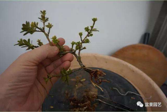 图解 罗汉松盆景怎么压条繁殖的方法