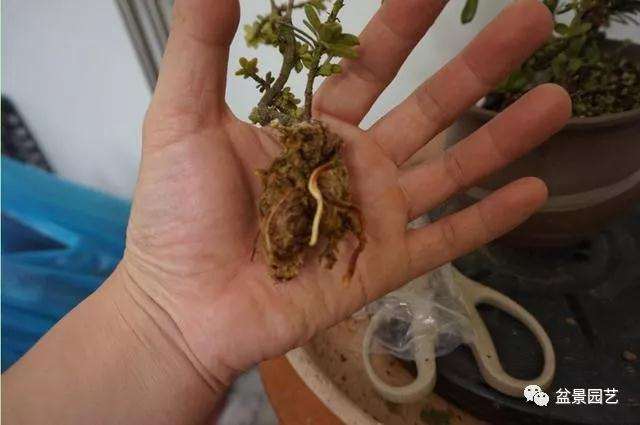 图解 罗汉松盆景怎么压条繁殖的方法