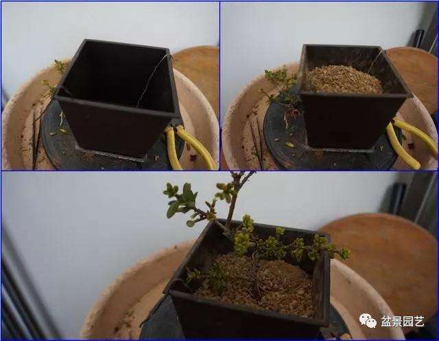 图解 罗汉松盆景怎么压条繁殖的方法