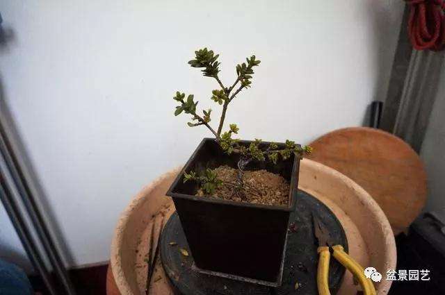 图解 罗汉松盆景怎么压条繁殖的方法