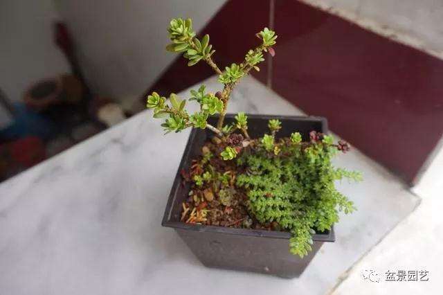 图解 罗汉松盆景怎么压条繁殖的方法