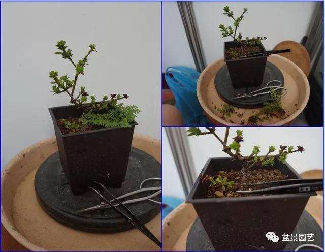 图解 罗汉松盆景怎么压条繁殖的方法