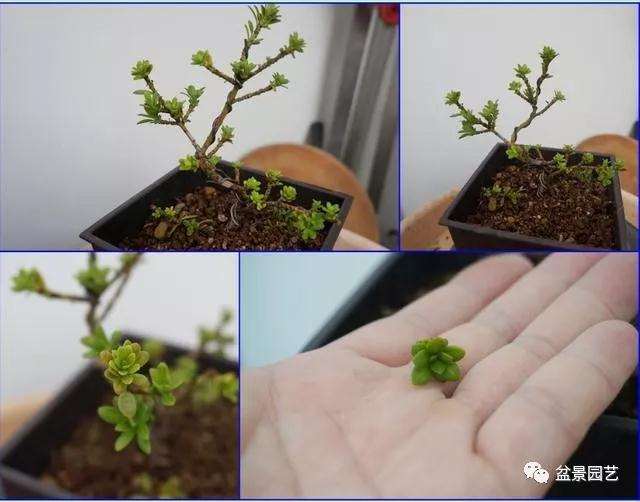 图解 罗汉松盆景怎么压条繁殖的方法