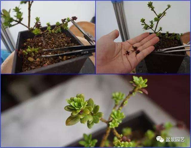 图解 罗汉松盆景怎么压条繁殖的方法