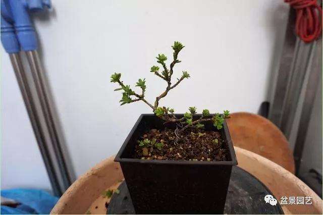 图解 罗汉松盆景怎么压条繁殖的方法