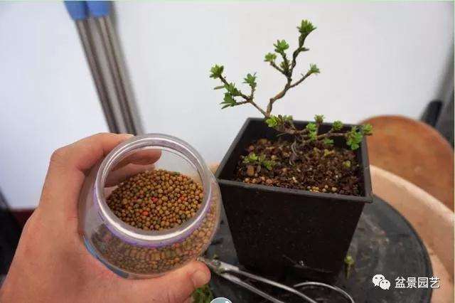 图解 罗汉松盆景怎么压条繁殖的方法