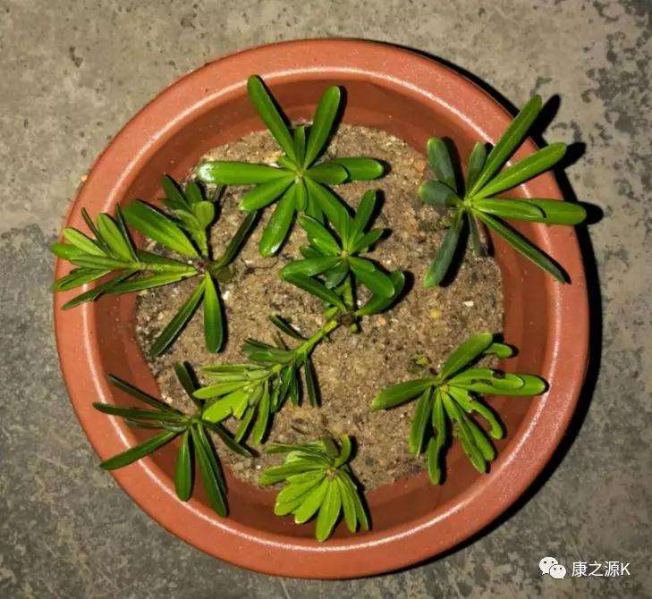 罗汉松盆景怎么扦插修剪的7个方法