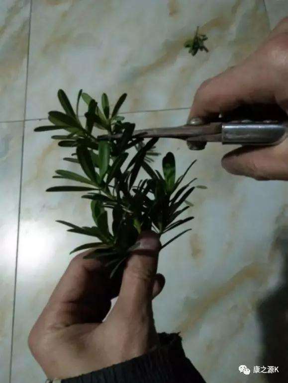 罗汉松盆景怎么扦插修剪的7个方法