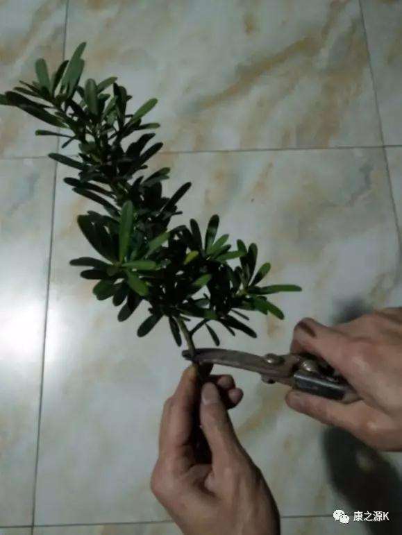 罗汉松盆景怎么扦插修剪的7个方法