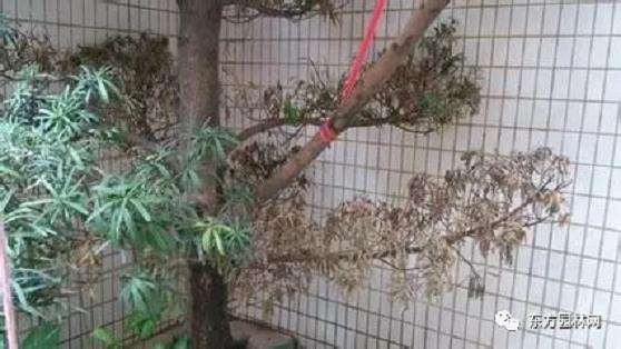 罗汉松盆景叶枯病的发病症状及防治方法