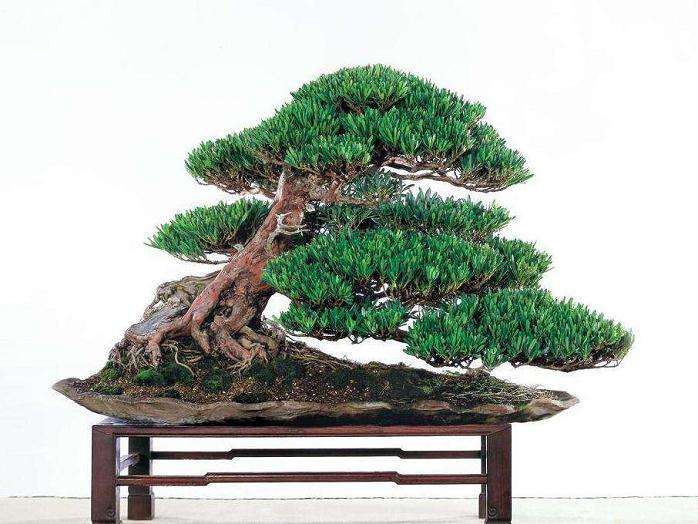 罗汉松盆景在阳台上怎么施肥养护