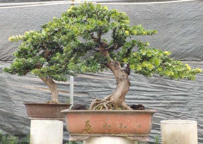 罗汉松盆景过冬时怎么浇水的方法