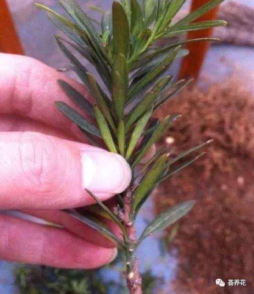 罗汉松盆景扦插生根要多久发芽