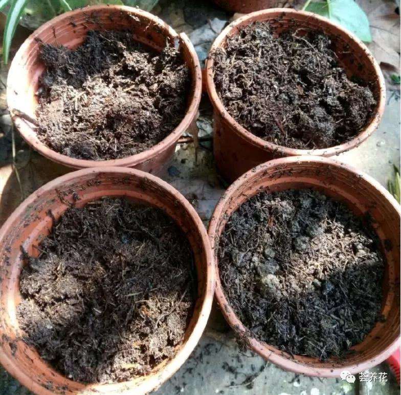 罗汉松盆景扦插生根要多久发芽