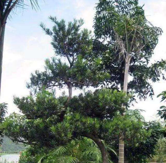 春季发芽之前怎么移栽罗汉松盆景的方法