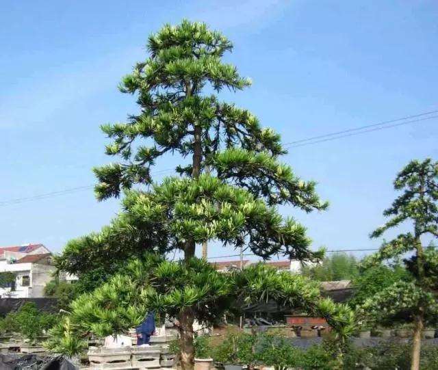 春季发芽之前怎么移栽罗汉松盆景的方法