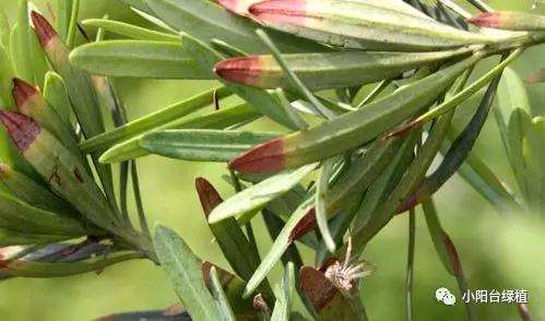 罗汉松盆栽怎么防治叶枯病的方法